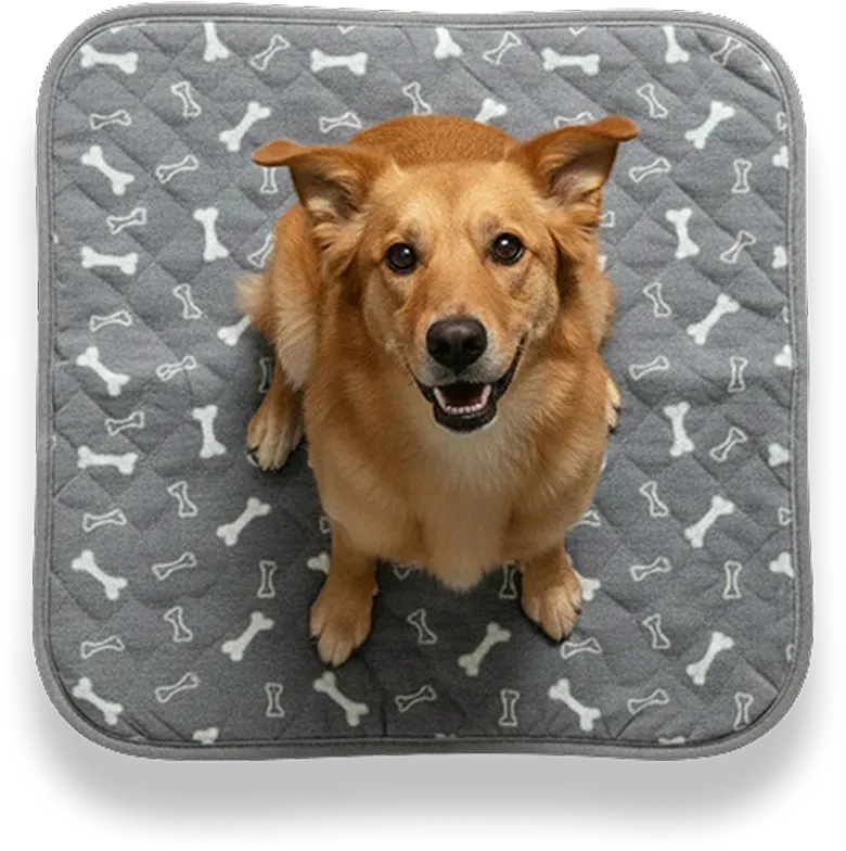 Patiped – Köpekler İçin Akıllı Tuvalet Eğitim Pedi